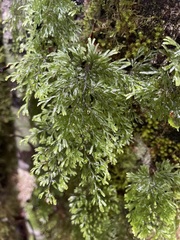 Hymenophyllum multifidum
