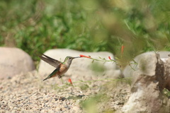 Selasphorus platycercus