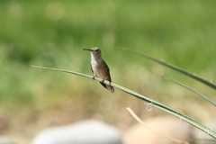 Selasphorus platycercus