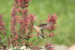 Selasphorus platycercus