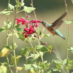 Selasphorus platycercus