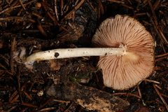 Pluteus hongoi