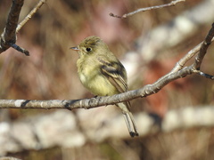 Empidonax difficilis