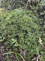 Hymenophyllum multifidum