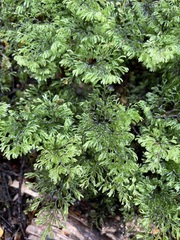 Hymenophyllum multifidum