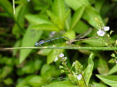 Argia inculta