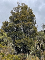 Halocarpus