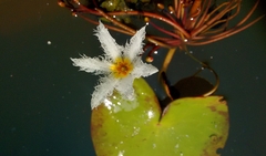 Nymphoides indica