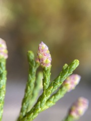 Halocarpus