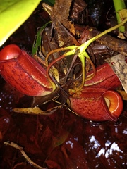 Nepenthes ampullaria