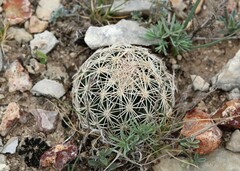 Coryphantha