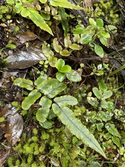 Blechnum procerum