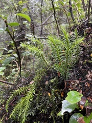 Phlegmariurus varius