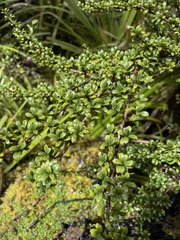Coprosma pseudocuneata