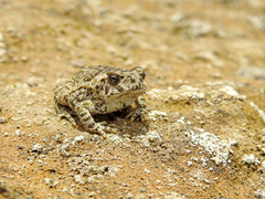 Rhinella horribilis