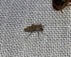 Chaoborus punctipennis