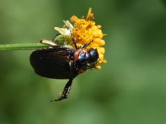 Strigoderma sulcipennis