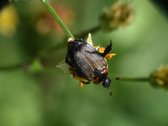 Strigoderma sulcipennis