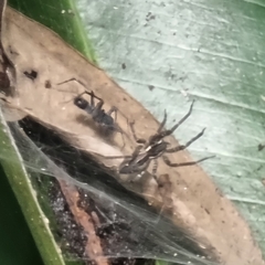 Dendrolycosa