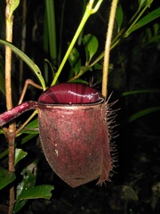 Nepenthes ampullaria