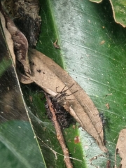Dendrolycosa