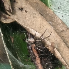 Dendrolycosa