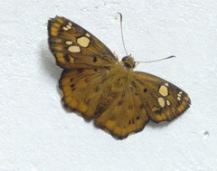 Coladenia indrani