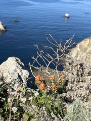 Castilleja latifolia