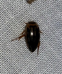 Coptotomus