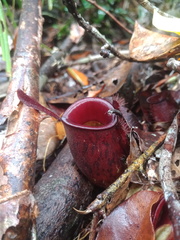 Nepenthes ampullaria