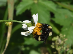 Bombus medius