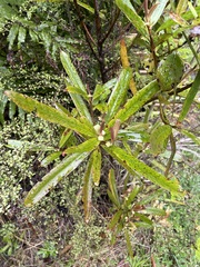 Myrsine salicina