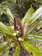 Myrsine salicina