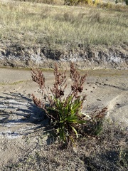 Rumex altissimus