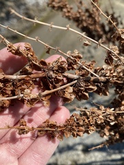 Rumex altissimus