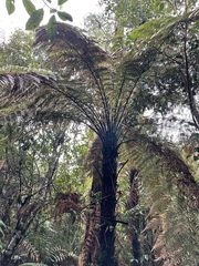 Cyatheales
