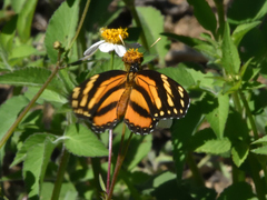 Eresia phillyra phillyra