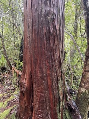 Libocedrus bidwillii