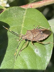Omyta centrolineata