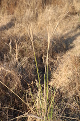 Cyperus sexangularis
