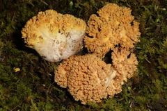 Ramaria calvodistalis