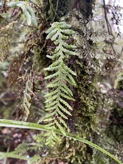 Notogrammitis heterophylla