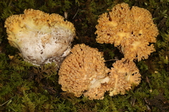 Ramaria calvodistalis