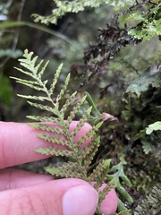 Notogrammitis heterophylla