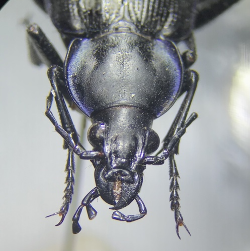 Narrow Searcher Beetle photo 2