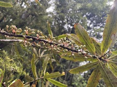 Myrsine salicina