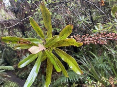 Myrsine salicina