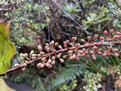 Myrsine salicina