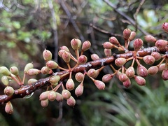 Myrsine salicina