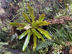 Myrsine salicina